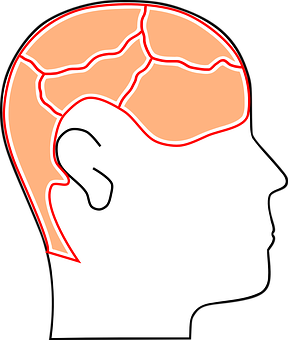 Human Head Profilewith Brain Outline PNG