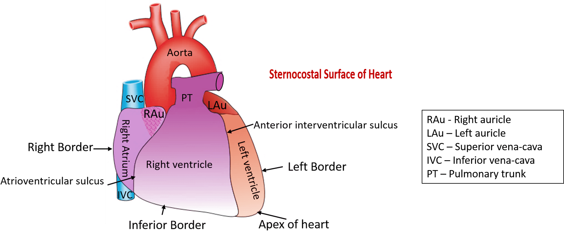 Human Heart Anatomy Bordersand Surfaces PNG