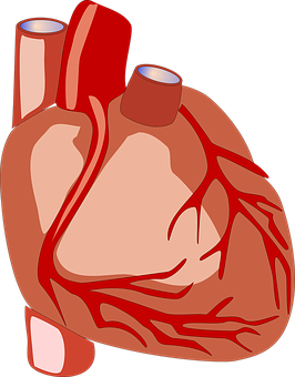 Human Heart Anatomy Illustration PNG