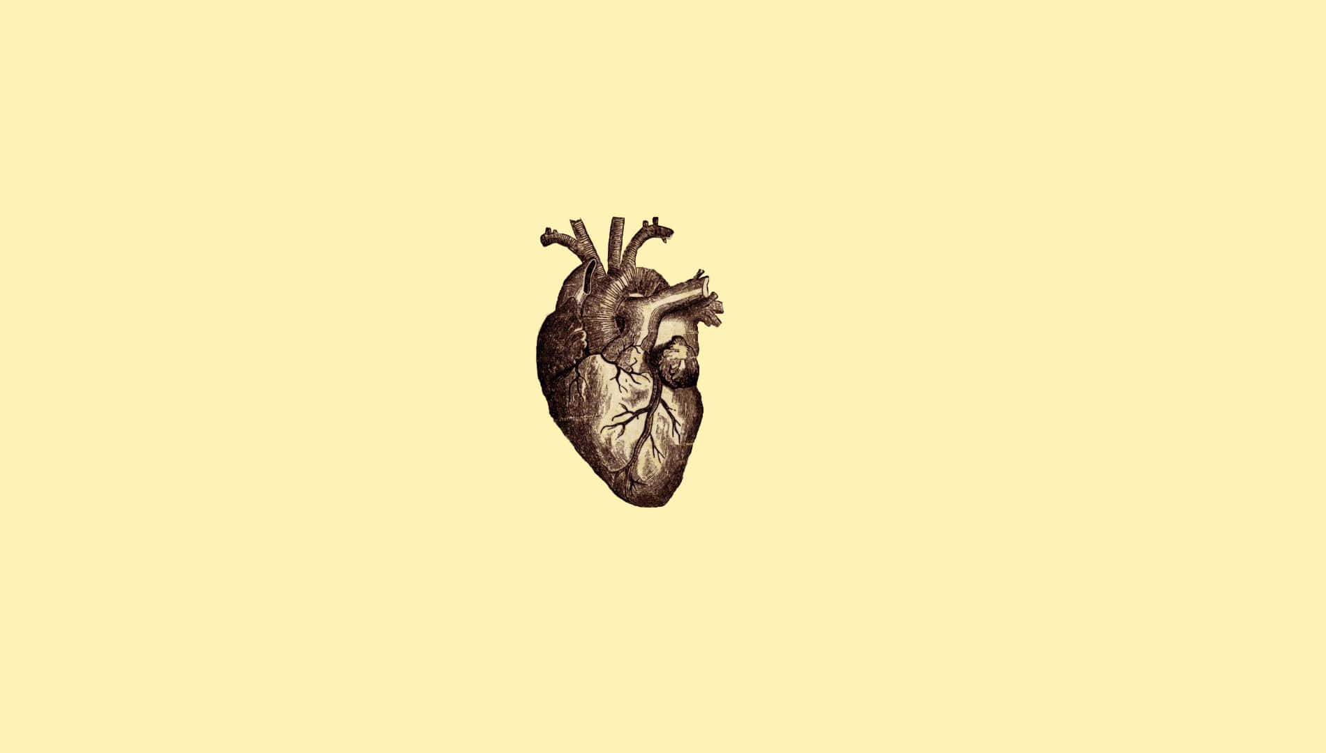 Human Heart Anatomy Illustration Wallpaper