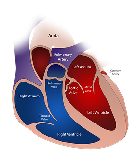 Human Heart Anatomy Illustration PNG