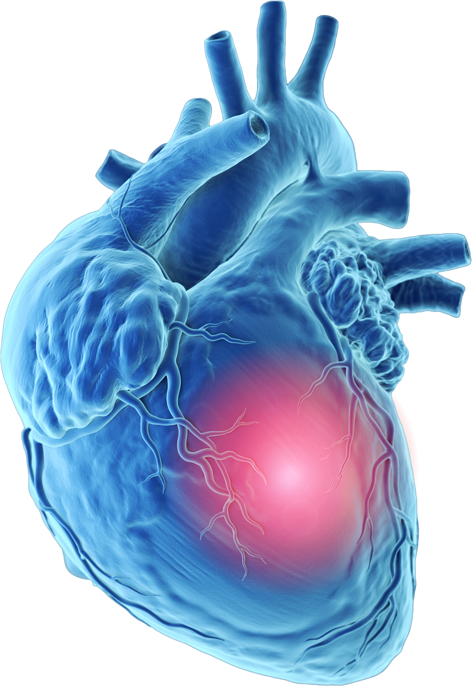 Human Heart Anatomy Illustration PNG