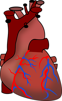 Human Heart Anatomy Illustration PNG