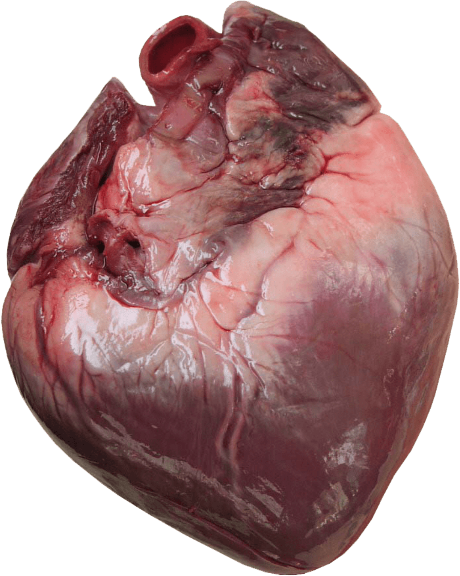 Human Heart Anatomy PNG