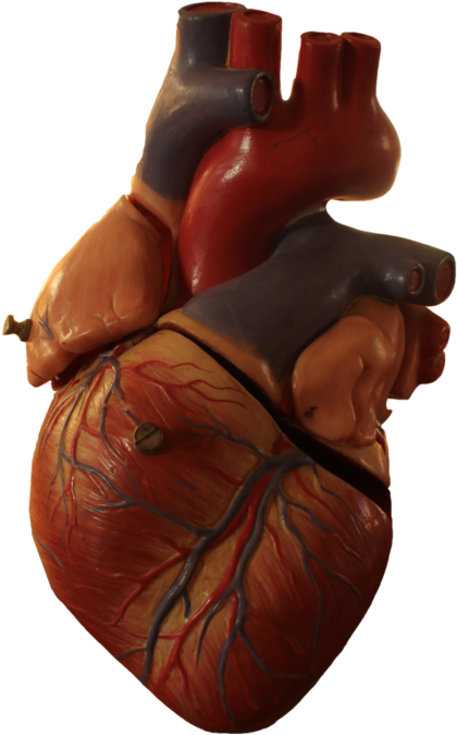 Human Heart Anatomy Model PNG