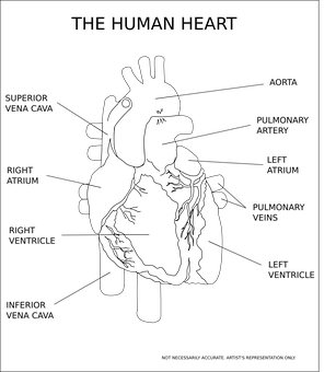 Human Heart Illustration Black Background PNG