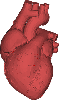 Human Heart Model Rendering PNG