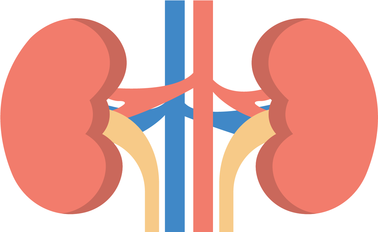 Human Kidney Anatomy Illustration PNG