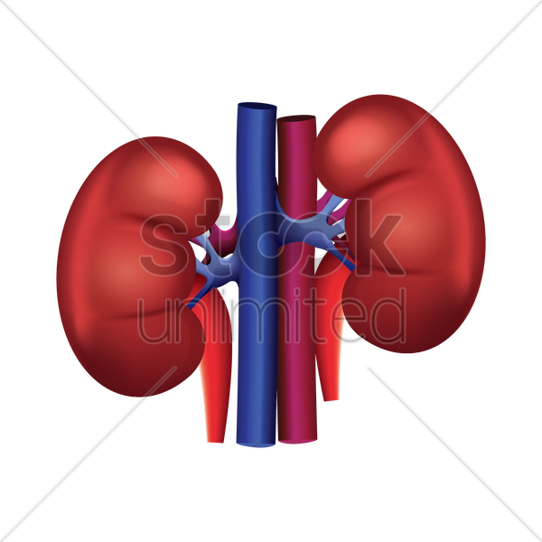 Human Kidney Anatomy Illustration PNG