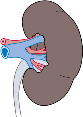 Human Kidney Anatomy Illustration PNG