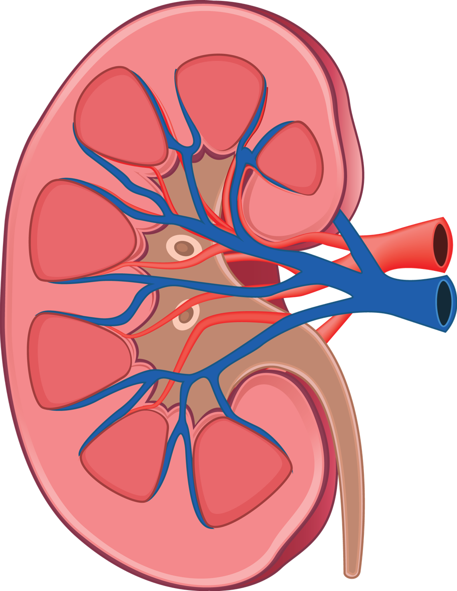 Human Kidney Anatomy Illustration PNG