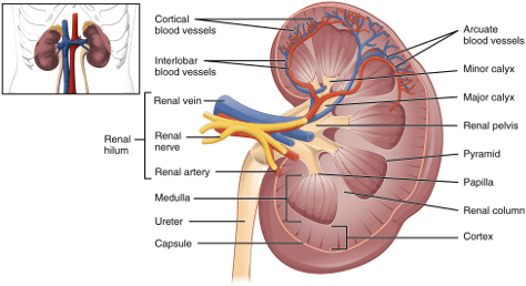 Human Kidney Anatomy Illustration PNG