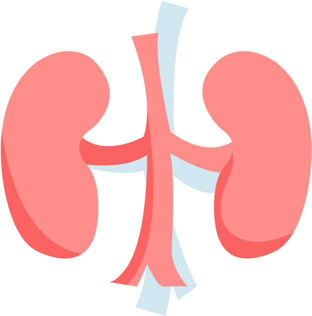 Human Kidney Anatomy Illustration PNG