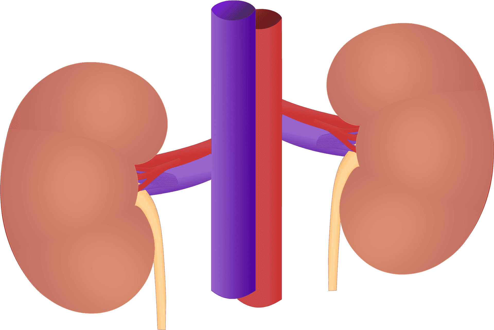 Human Kidney Anatomy Illustration PNG