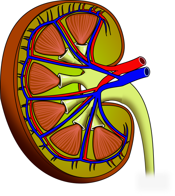 Human Kidney Anatomy Illustration PNG