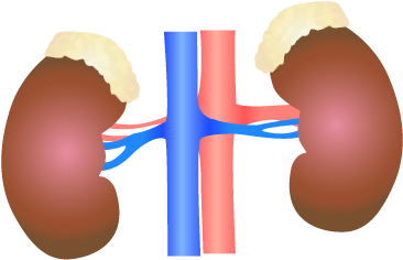 Human Kidney Anatomy Illustration PNG