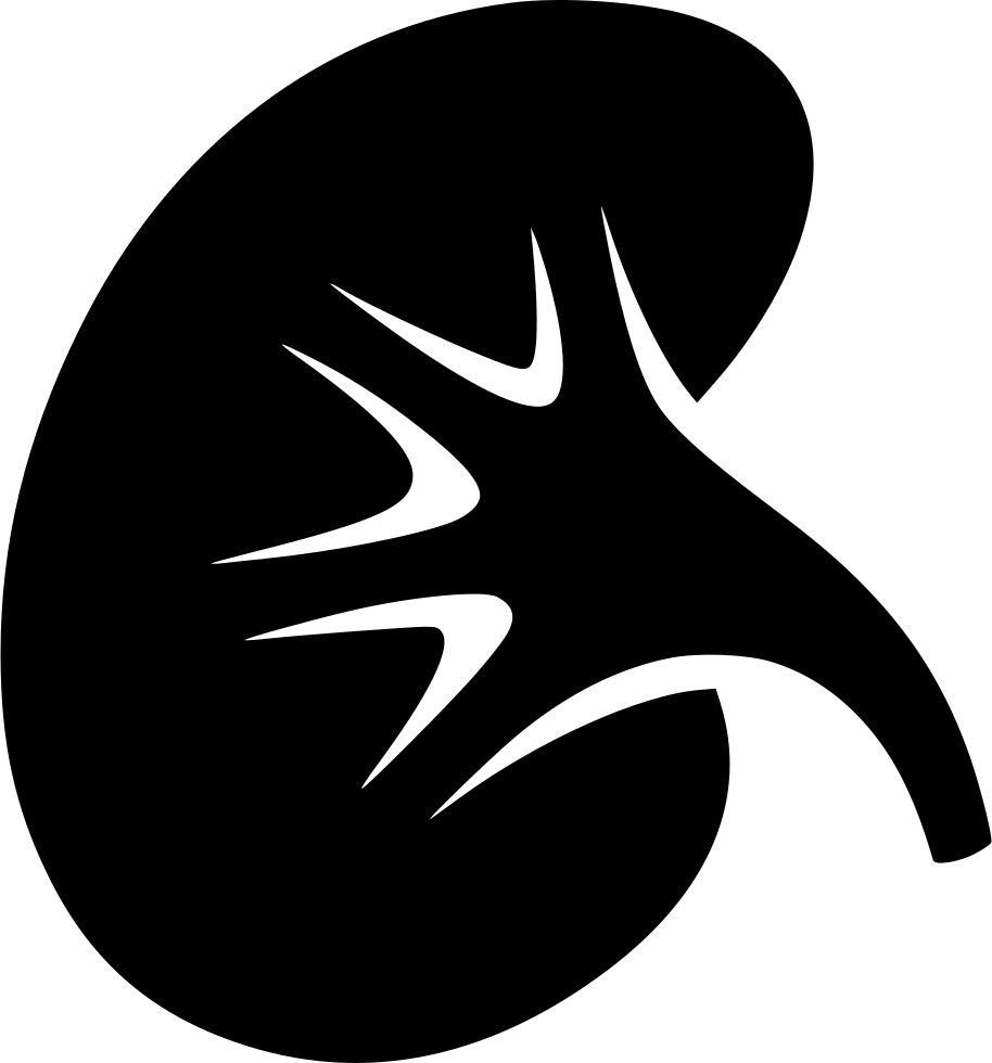 Human Kidney Icon Silhouette PNG