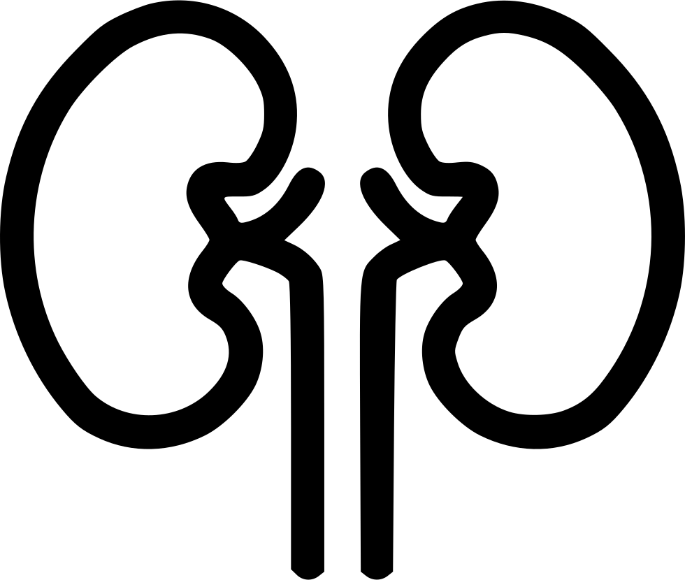 Human Kidney Outline Graphic PNG