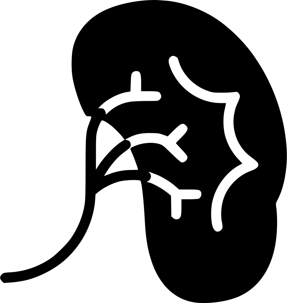Human Kidney Outline Graphic PNG