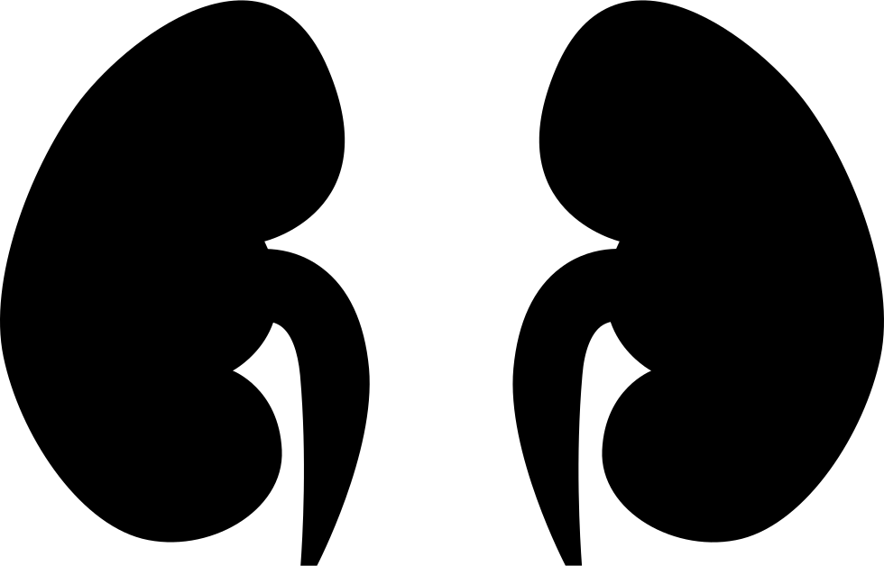 Human Kidney Silhouette PNG