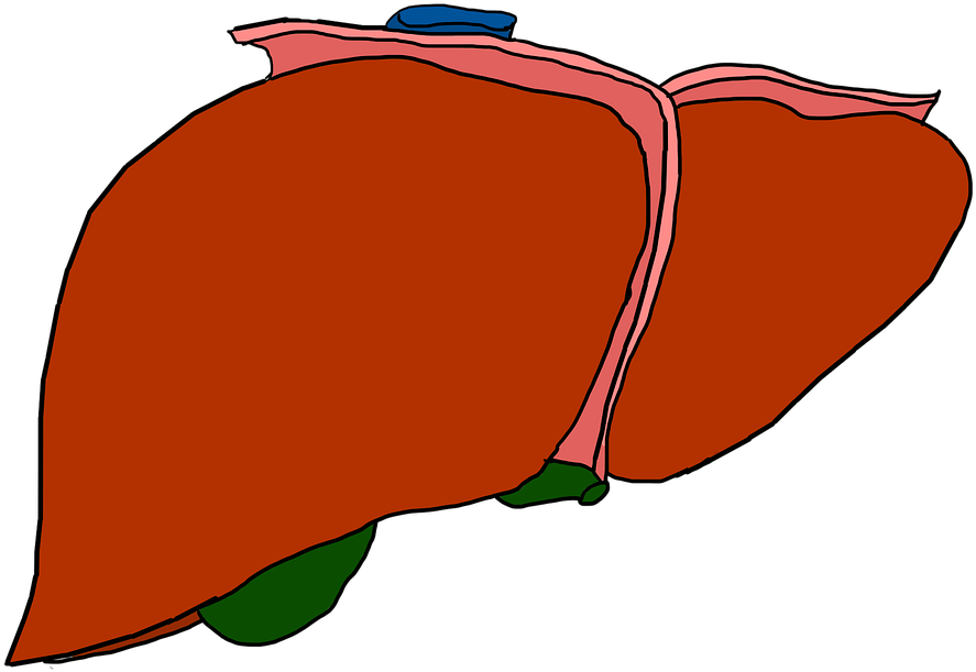 Download Human Liver Anatomy Illustration | Wallpapers.com