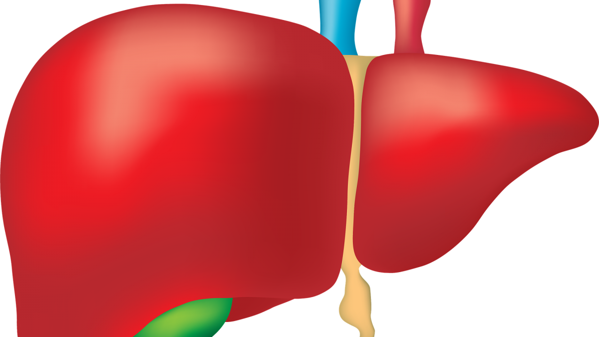 Human Liver Anatomy Illustration PNG