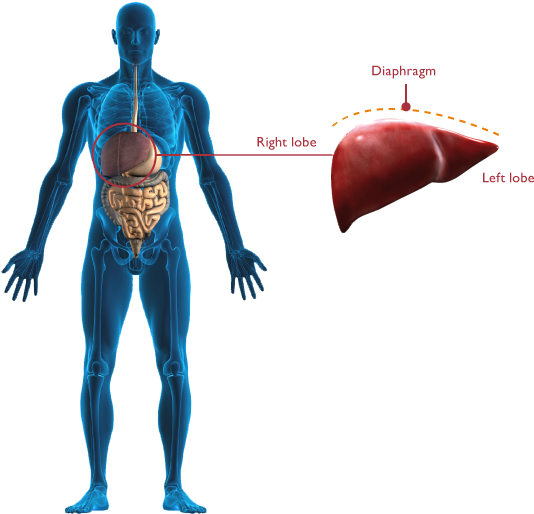 Human Liver Anatomy Illustration PNG