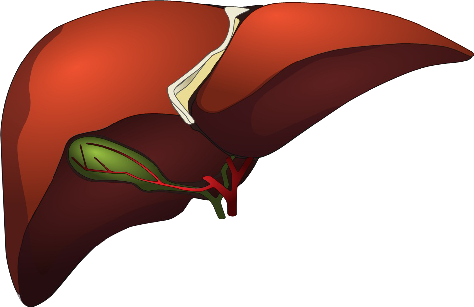 Download Human Liver Anatomy Illustration | Wallpapers.com