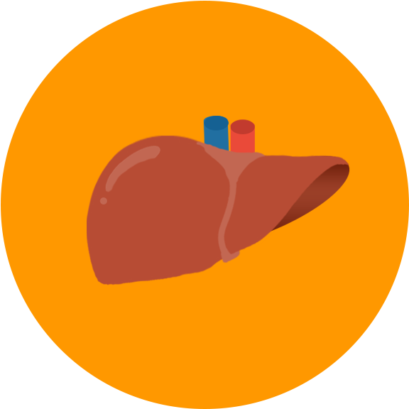 Human Liver Illustration PNG