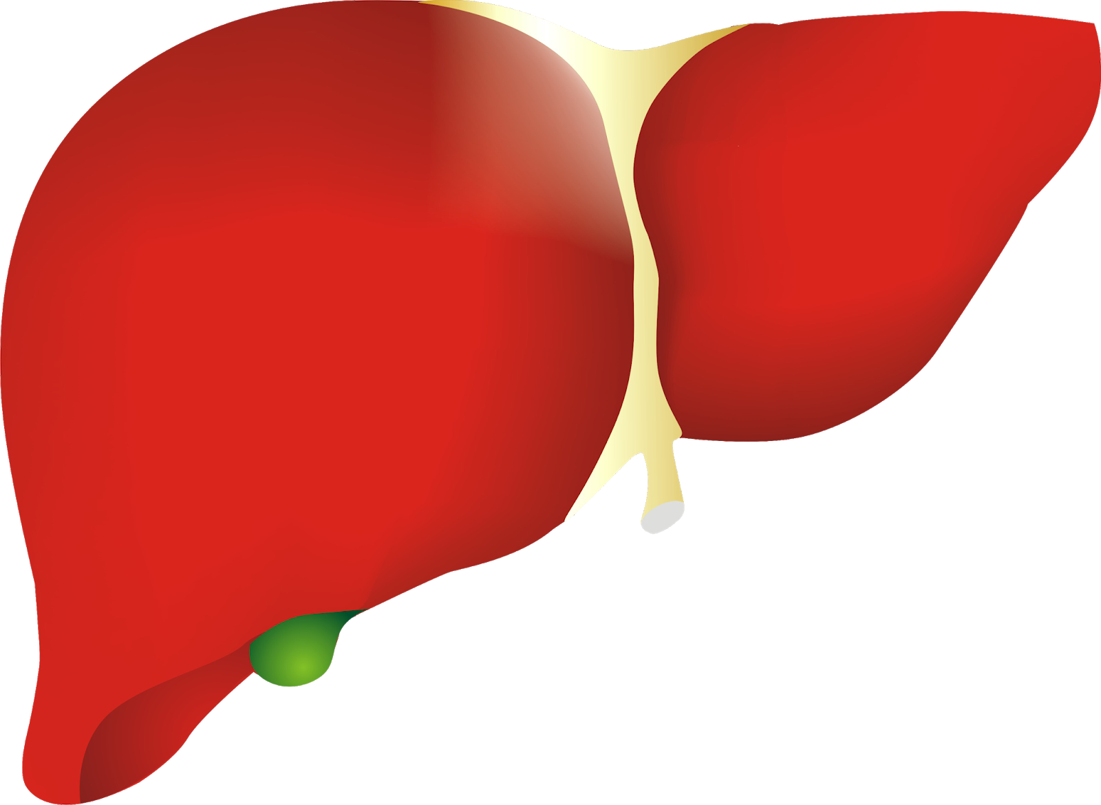 Download Human Liver Illustration.png | Wallpapers.com