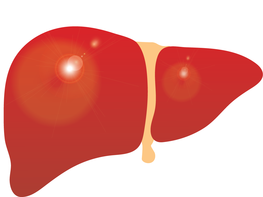 Download Human Liver Illustration.png | Wallpapers.com