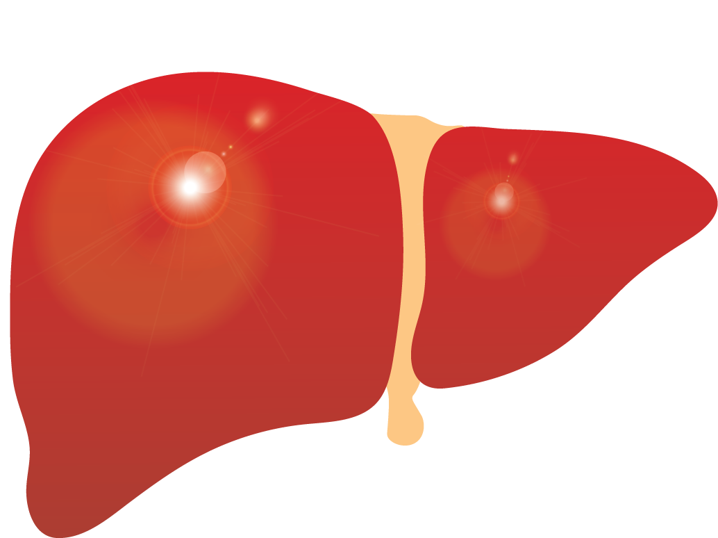Human Liver Illustration.png PNG