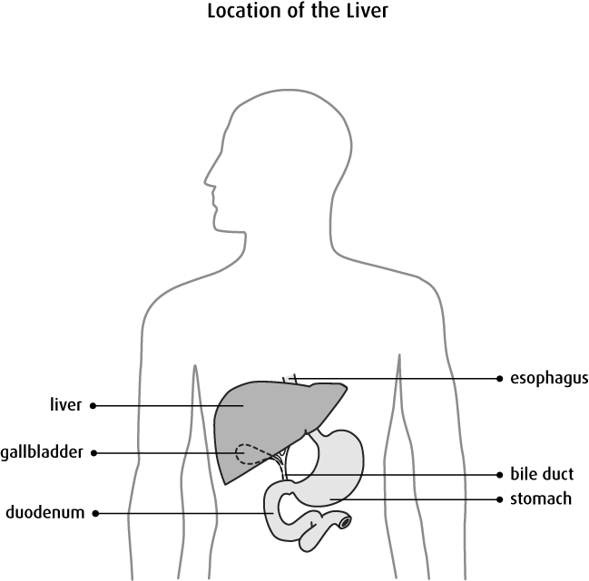 Human Liver Location Diagram PNG