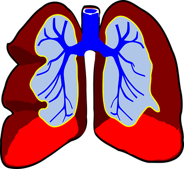Human Lung Anatomy Illustration PNG