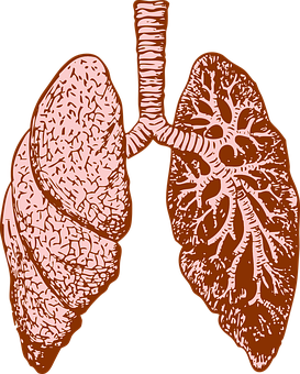 Human Lung Anatomy Illustration PNG