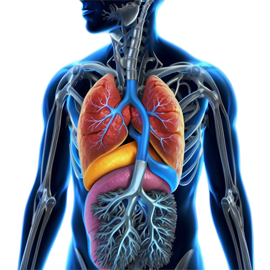 Human Lung Diagram Png 69 PNG