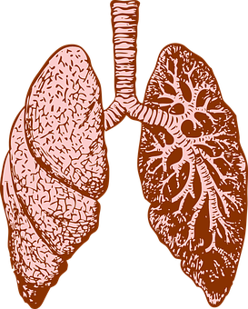 Human Lungs Anatomy Illustration PNG