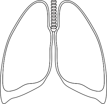 Human Lungs Diagram Simple PNG