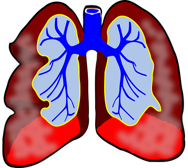 Human Lungs Illustration PNG