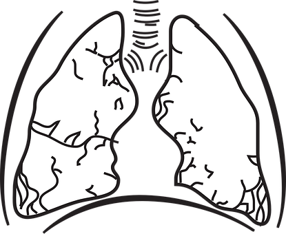 Human Lungs Illustration PNG