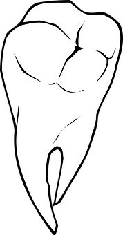 Human Molar Tooth Drawing PNG