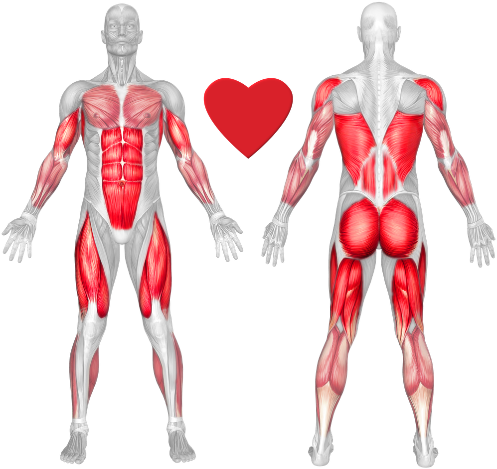 Human Muscle Anatomy Frontand Back View PNG