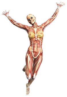 Human_ Muscular_ System_ Anatomy PNG