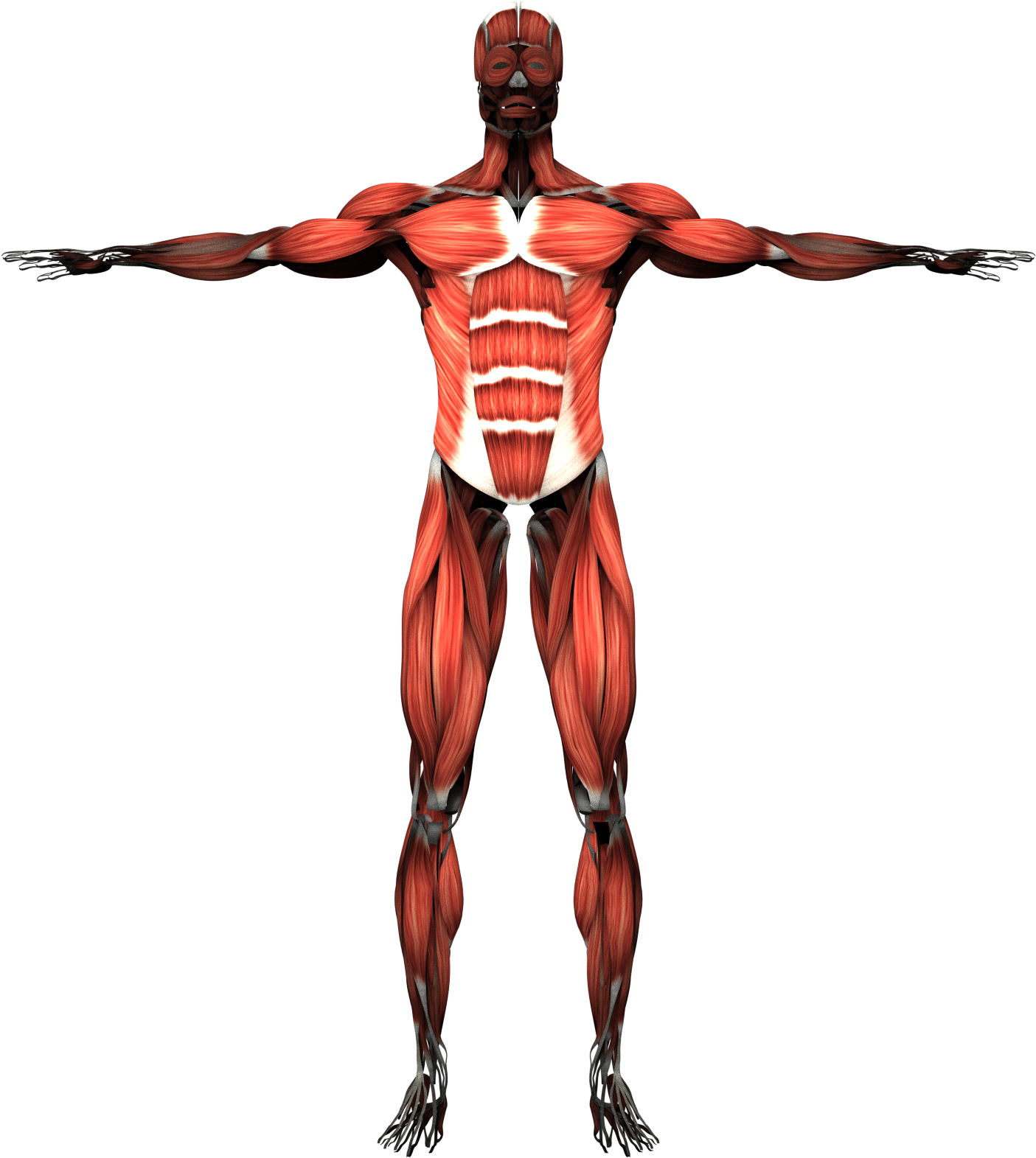 Human Muscular System Front View PNG