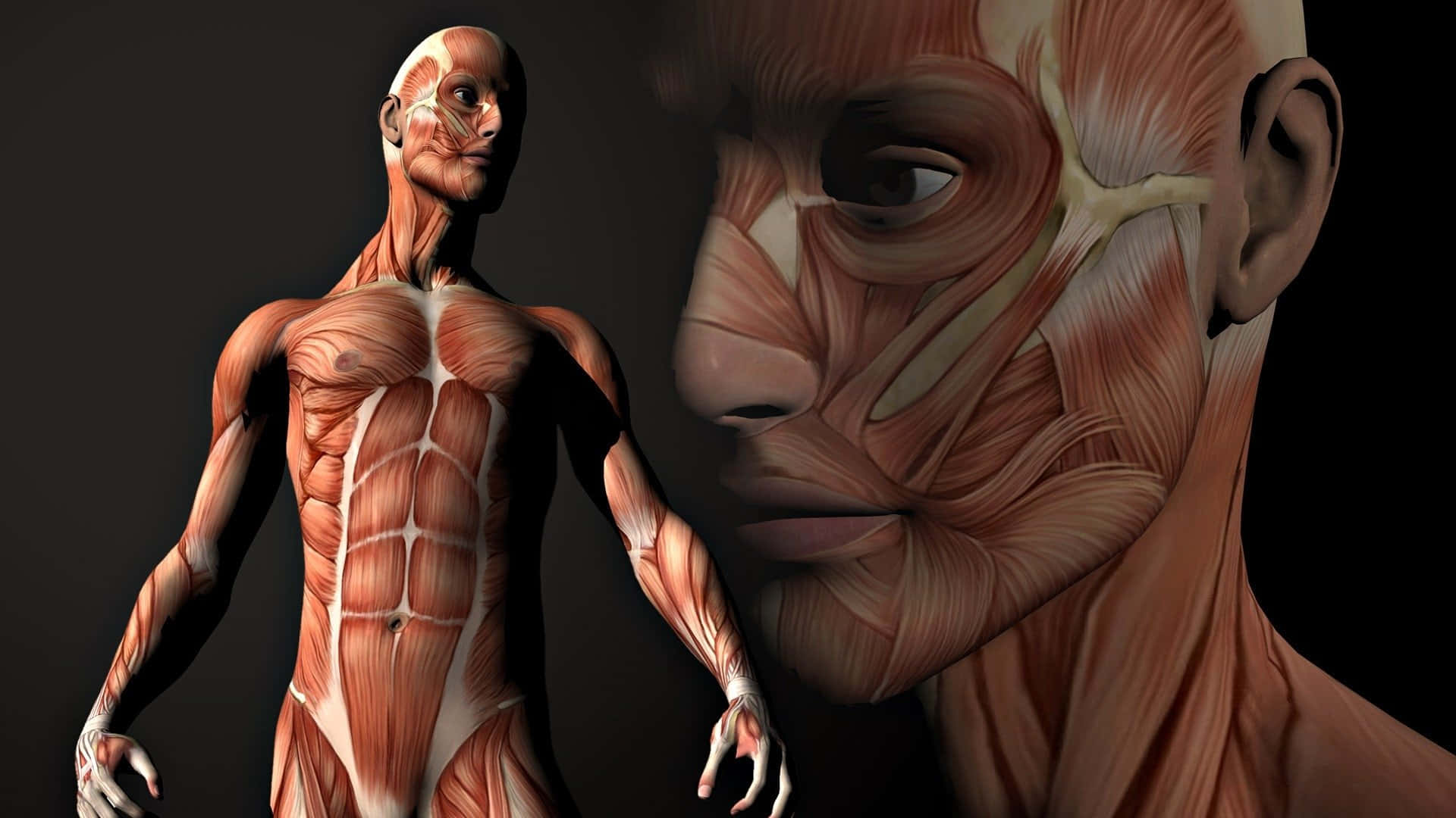 Human Muscular System Illustration Wallpaper