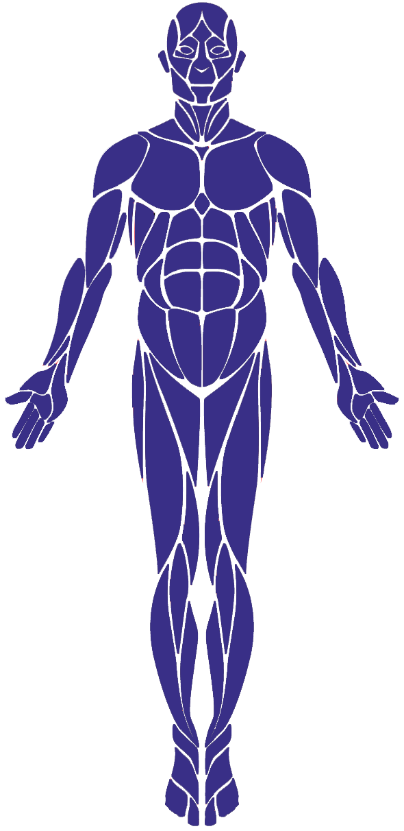 Human Muscular System Outline PNG