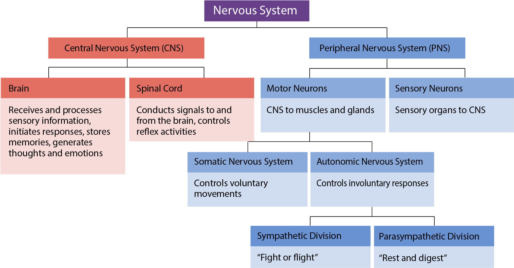 Human Nervous System Overview Chart PNG