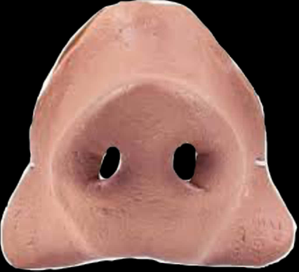 Human Nose Closeup PNG