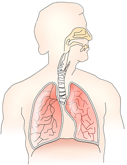 Human_ Respiratory_ System_ Anatomy PNG