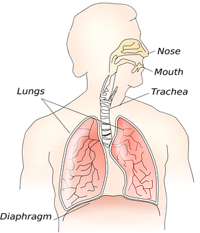 Human Respiratory System Illustration PNG